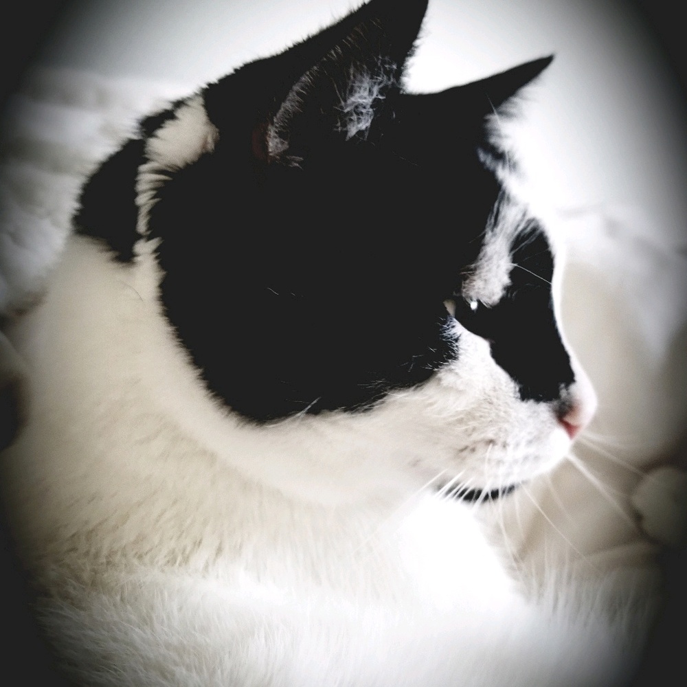 Meet your Posher, Sherry